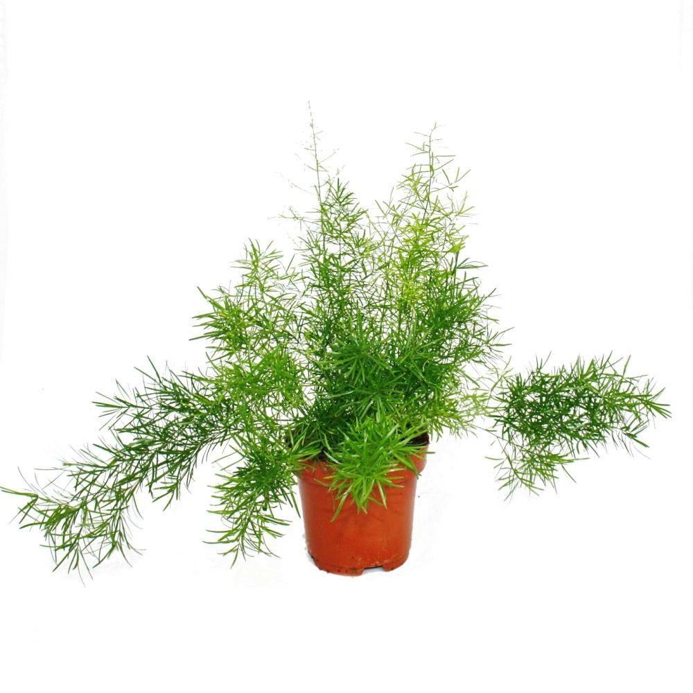 Asperges ornementales - asparagus densiflorus sprengeri - plante verte  d'entretien facile 12cm pot | Truffaut