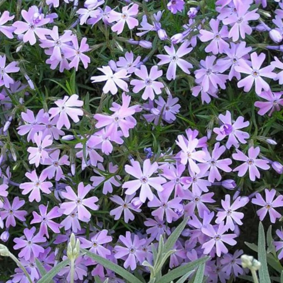 Phlox nain g.f. Wilson, phlox mousse godet - 5/20 cm