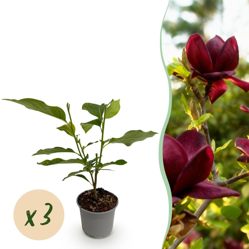 Magnolia 'genie' - lot de 3 - pot 12 cm - hauteur 30 cm