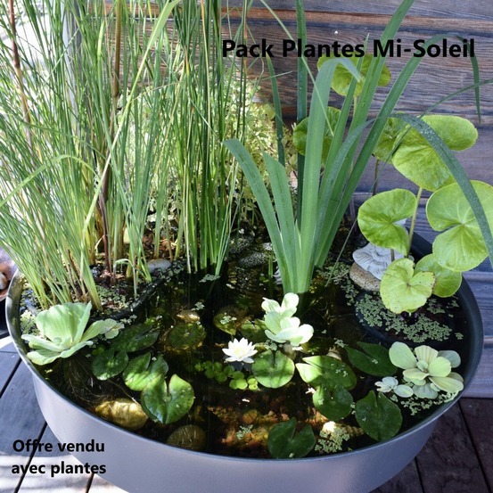 Mini bassin aquatique clé en main 60 litres + accessoires + oxygénateur + pack 7 plantes mi-soleil