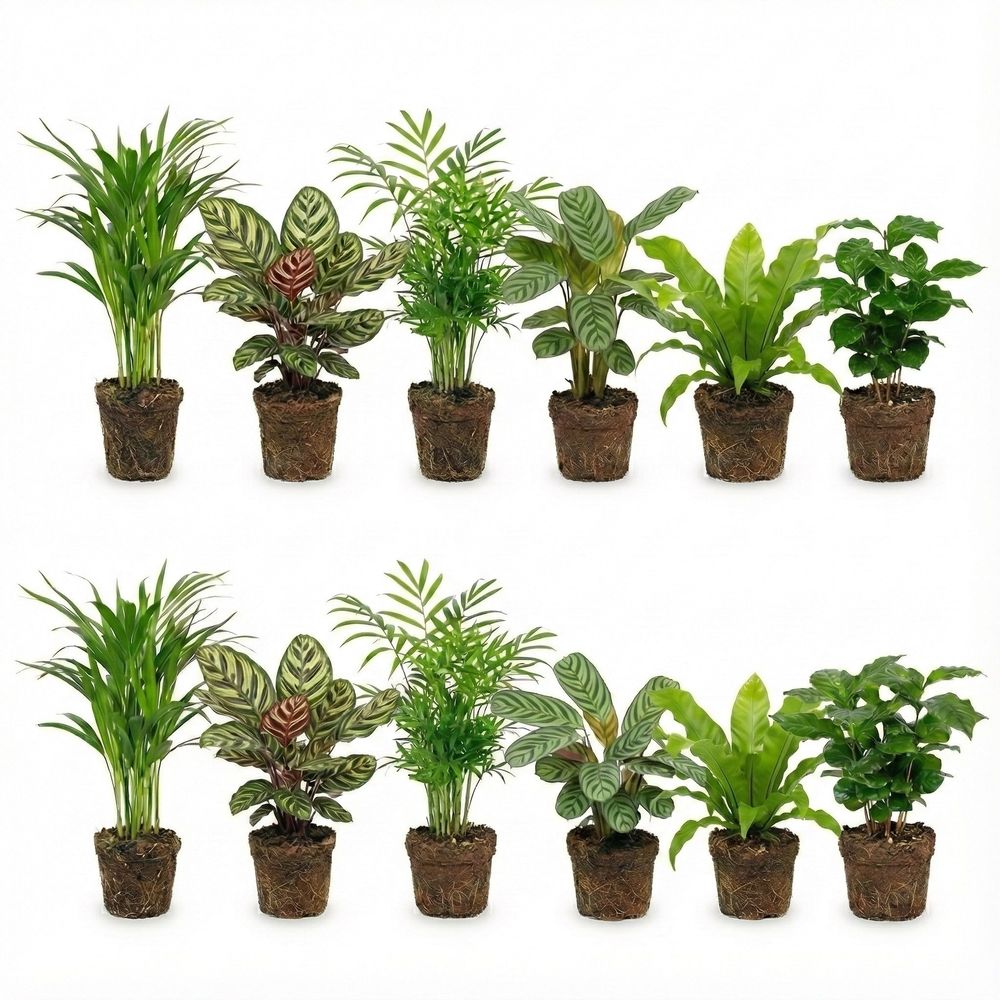 Plantes d'intérieur purificatrices d'air - lot de 12 pièces ø 12 cm