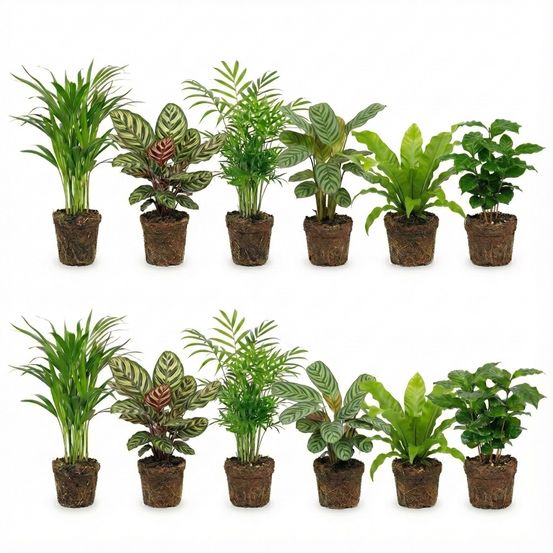 Plantes d'intérieur purificatrices d'air - lot de 12 pièces ø 12 cm