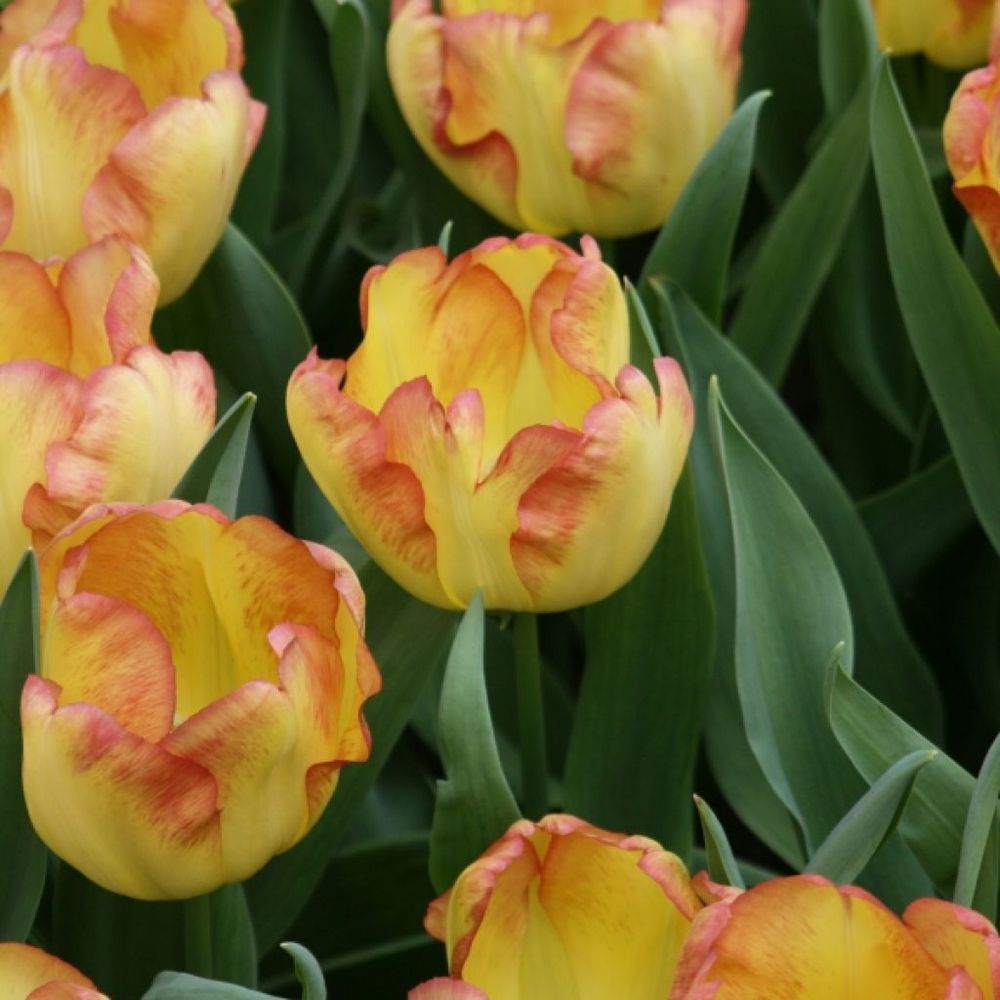 Tulipe 'early cape town' bulbe calibre 12+ (par 10)