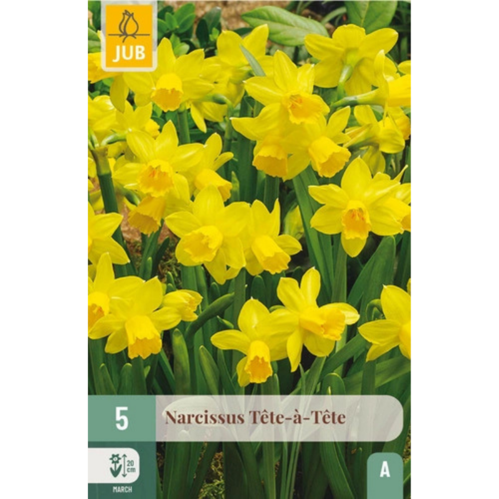 5 narcisses tête-à-tête jaune