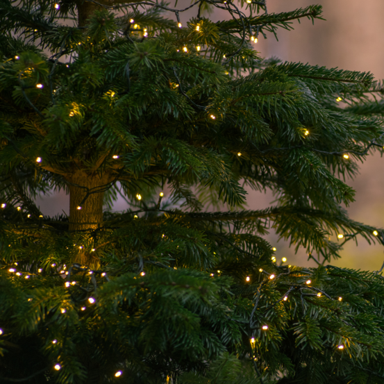 Sapin de noel nordman coupé 125/150cm