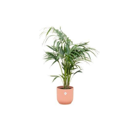 Palmier kentia 130cm et son pot rose - hauteur 130cm