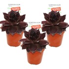 Joubarbe exclusive - sempervivum - variété de collection inhabituelle "leopold" - rareté rouge foncé - 3 plantes - Pots de 5,5 cm