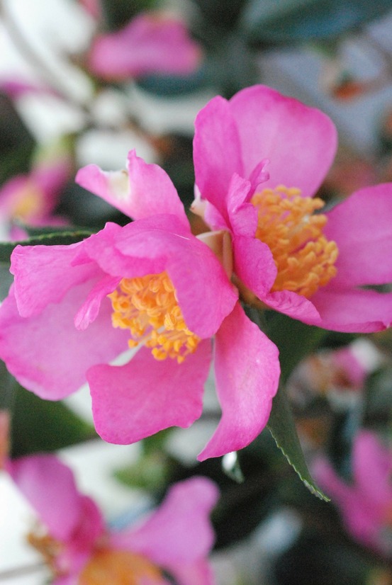 Camélia 'hugh evans' - en pot de 1 litre