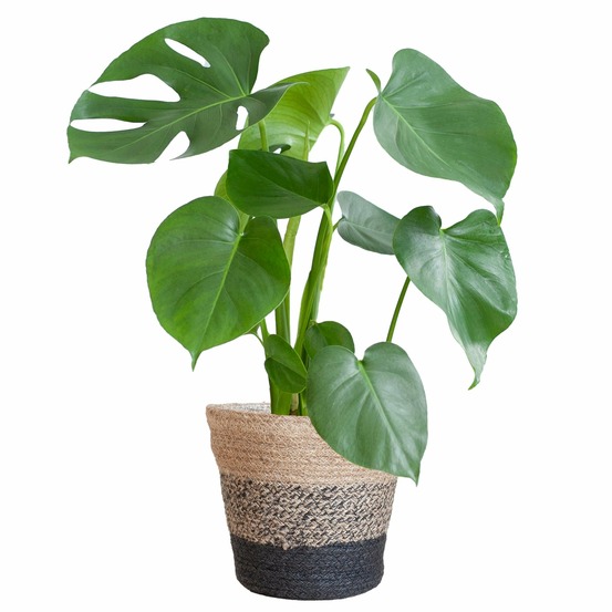 Monstera deliciosa et son pot panier multicolor - hauteur 50cm