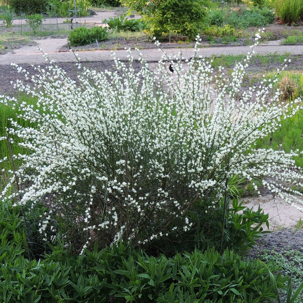 Genêt blanc - le pot / ø 9cm / hauteur livrée 30-40cm, vendu par lot de 6