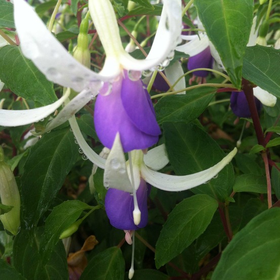 Fuchsia 'blue sarah' godet de 7/8 cm