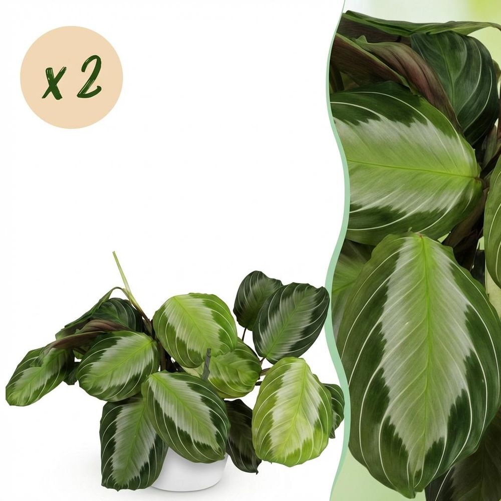 Maranta fascinator silverband - pet-friendly - pot de 12cm - hauteur 25-35cm - plantes d'intérieur