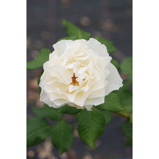 Rosier 'niharika' ? - en pot de 5 litres