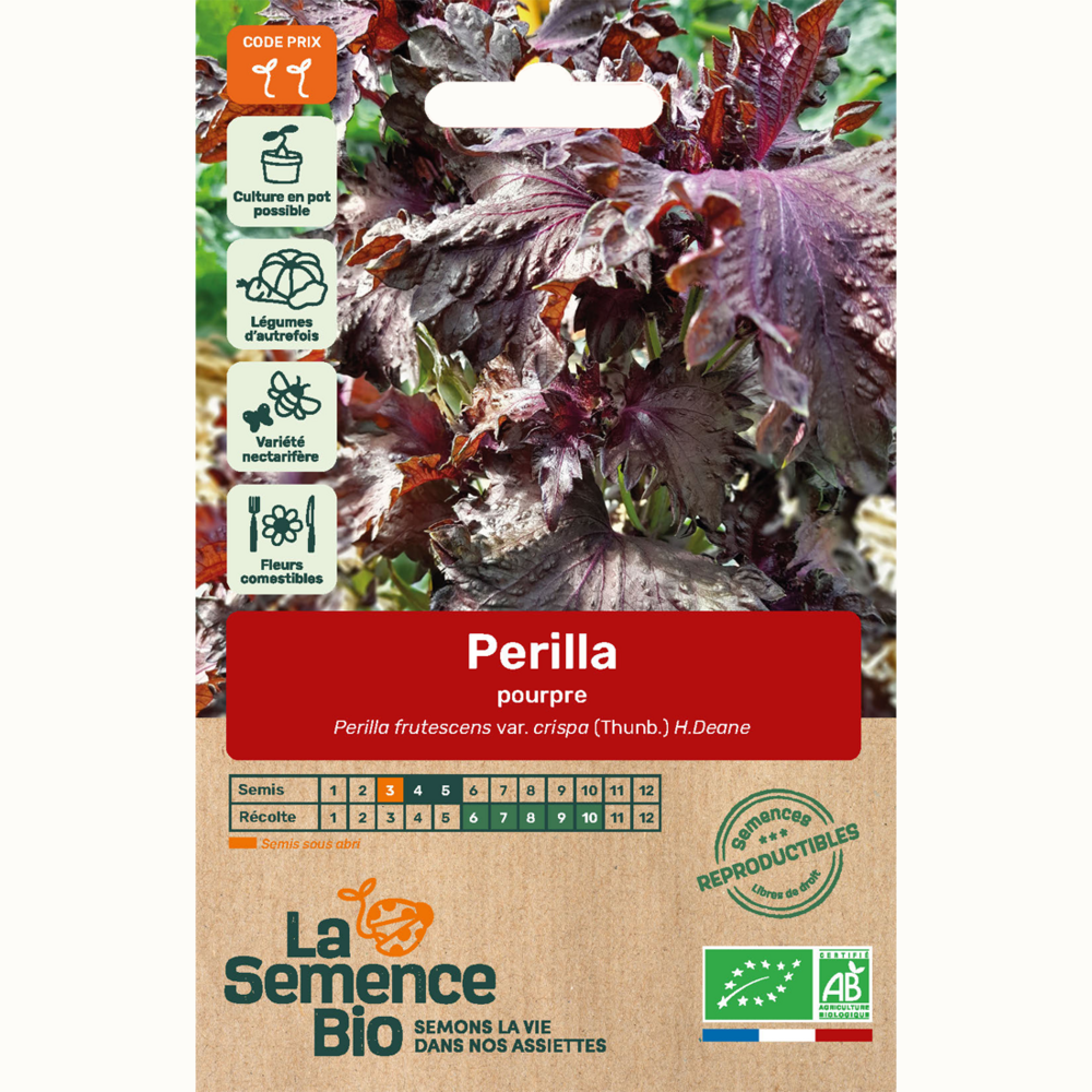 Périlla pourpre - graines bio
