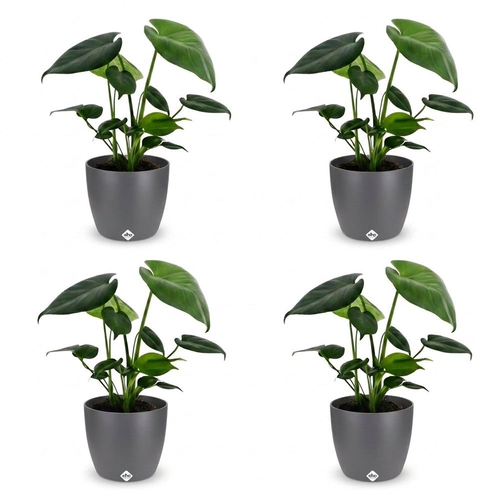 Monstera deliciosa - pot de 12cm