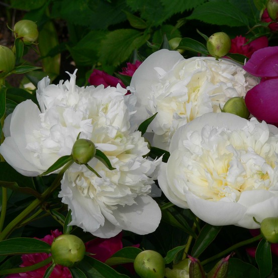 Pivoine de chine 'duchesse de nemours' pot de 3l/4l