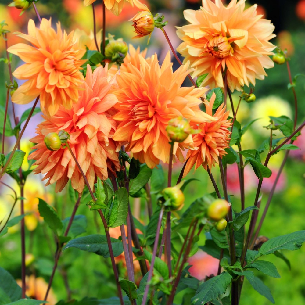Dahlia décoratif 'motto' bulbe calibre i