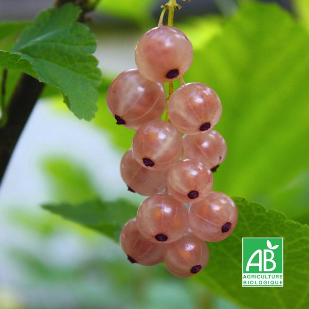 Groseillier à grappes 'rose de champagne' bio (ribes rubrum 'rose de champagne')