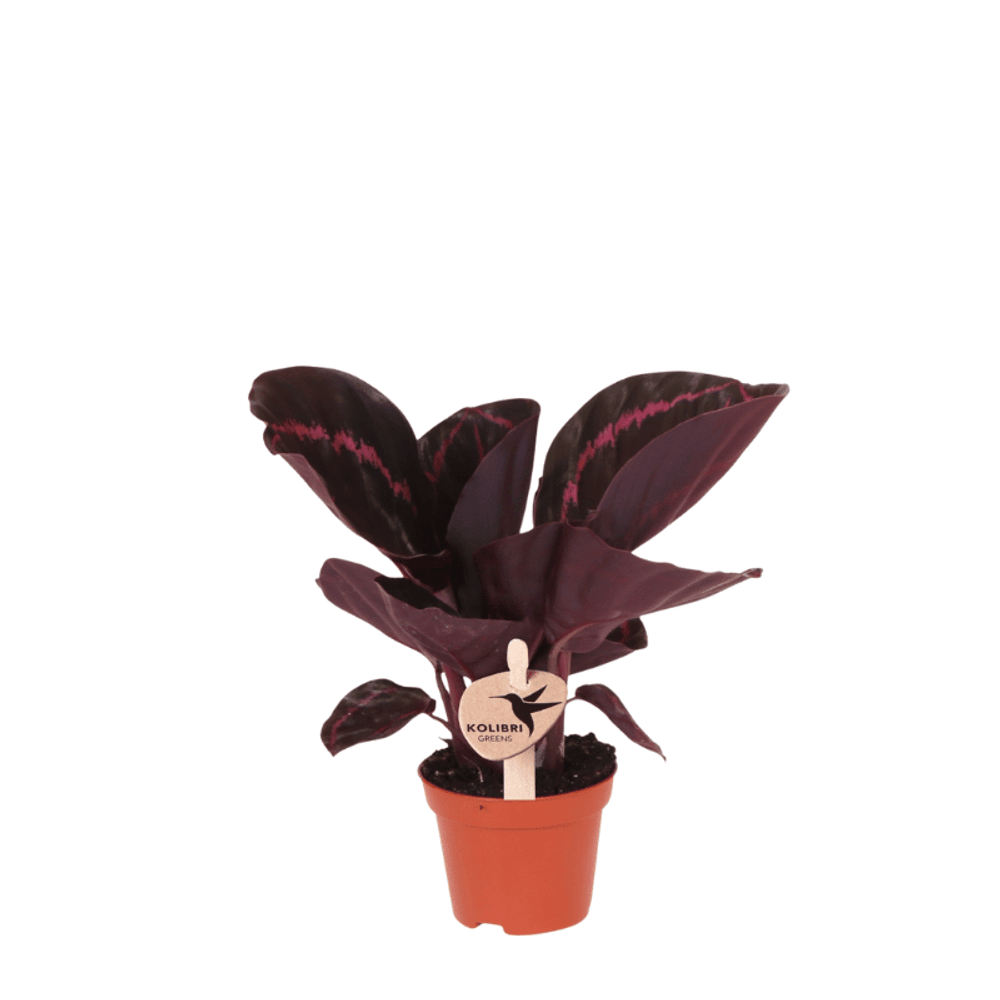 Calathea dottie - ø6cm - ↕15cm - plantes d'intérieur