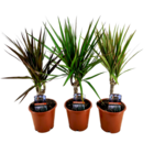 Dracaena marginata - mélange de 3 - dragonnier - plante d'intérieur verte - pot de 12cm - hauteur 30-40cm