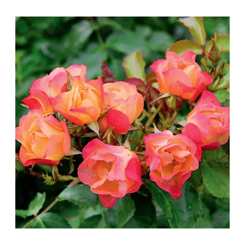 Rosier therese poumirau® evegebpar racines nues