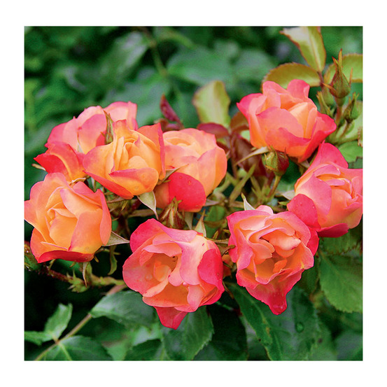 Rosier therese poumirau® evegebpar racines nues