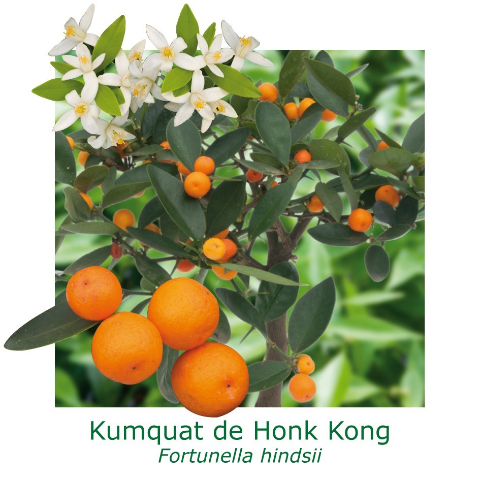 Kumquat de hong kong bio tailles:pot de 3 litres, hauteur 30/40 cm