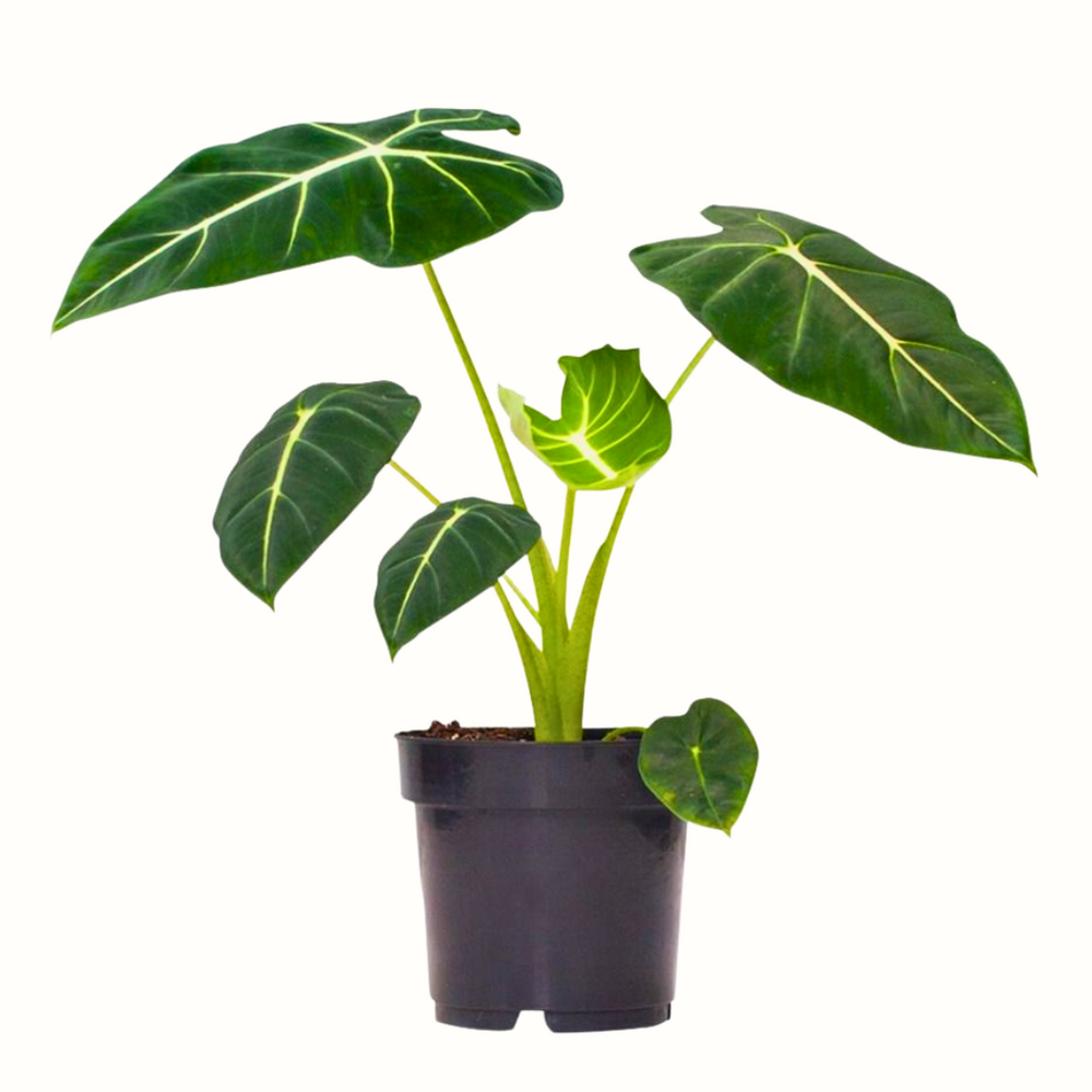 Alocasia frydek - 30cm