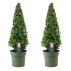 Ilex crenata 'pyramid' - houx japonais - lot de 2 - plante de jardin - plante en pot - ⌀21 cm - hauteur 60-70 cm