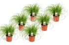 Cyperus - set de 6 - herbe à chat - ⌀ 12cm - hauteur 30-40cm