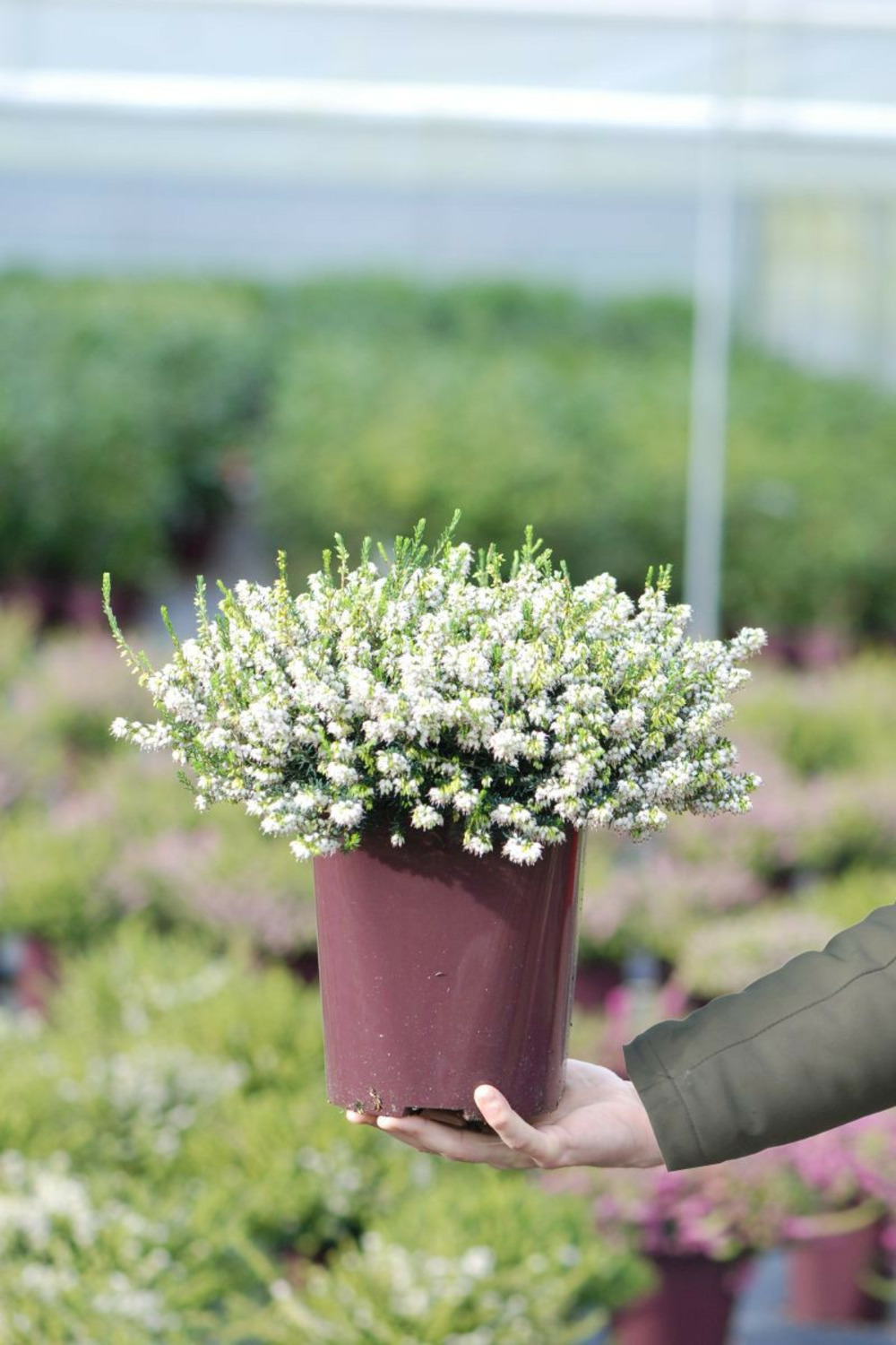 Bruyère d'hiver 'snow surprise' - en pot de 1 litre