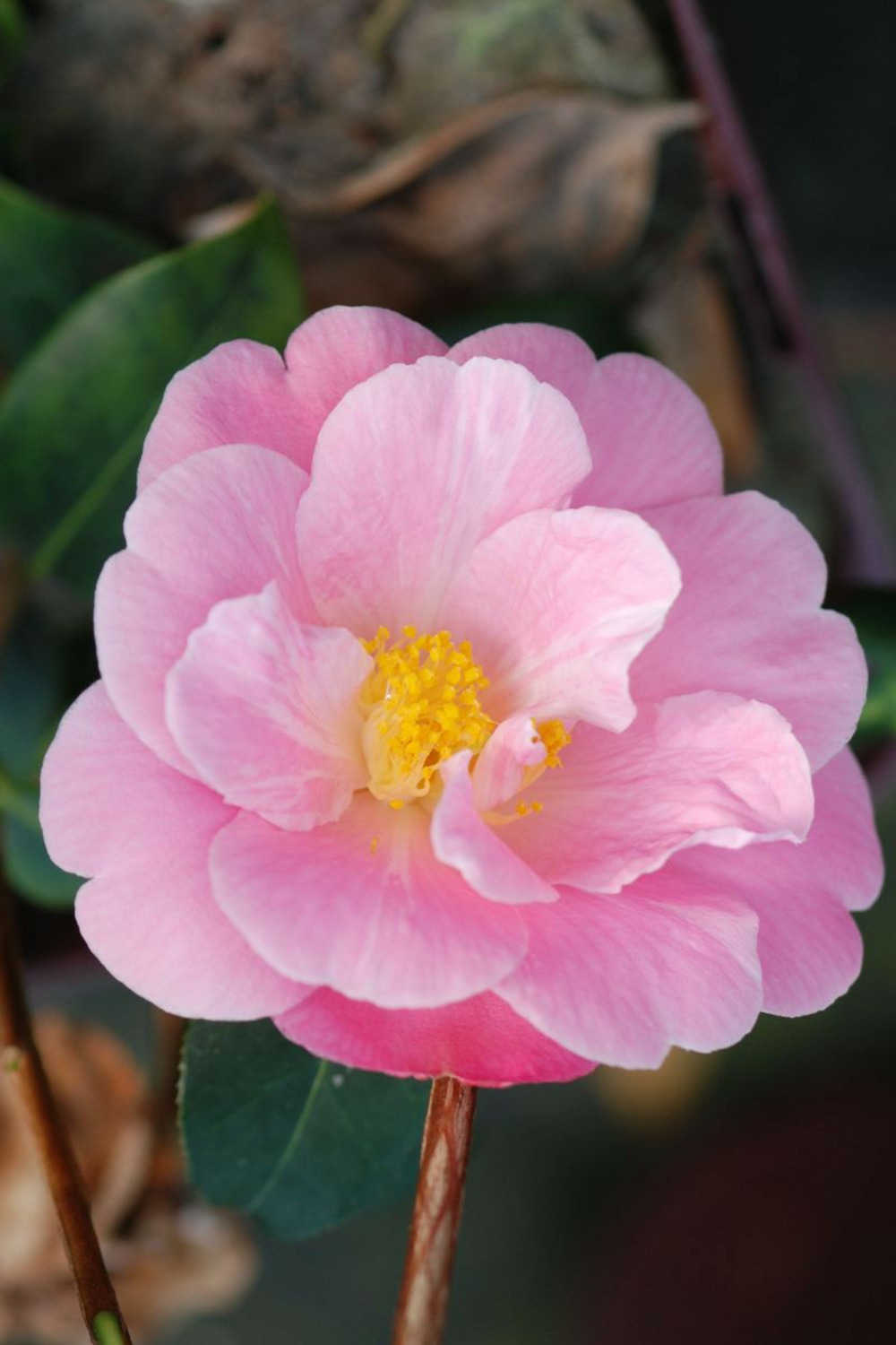 Camelia 'pink icicle' - en pot de 1 litre