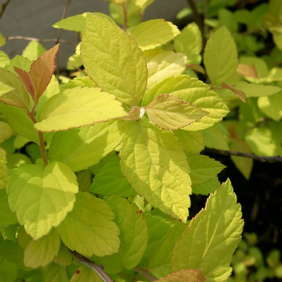 2 x spirée japonaise 'gold mound' - spiraea japonica 'goldmound' - 25-30 cm pot