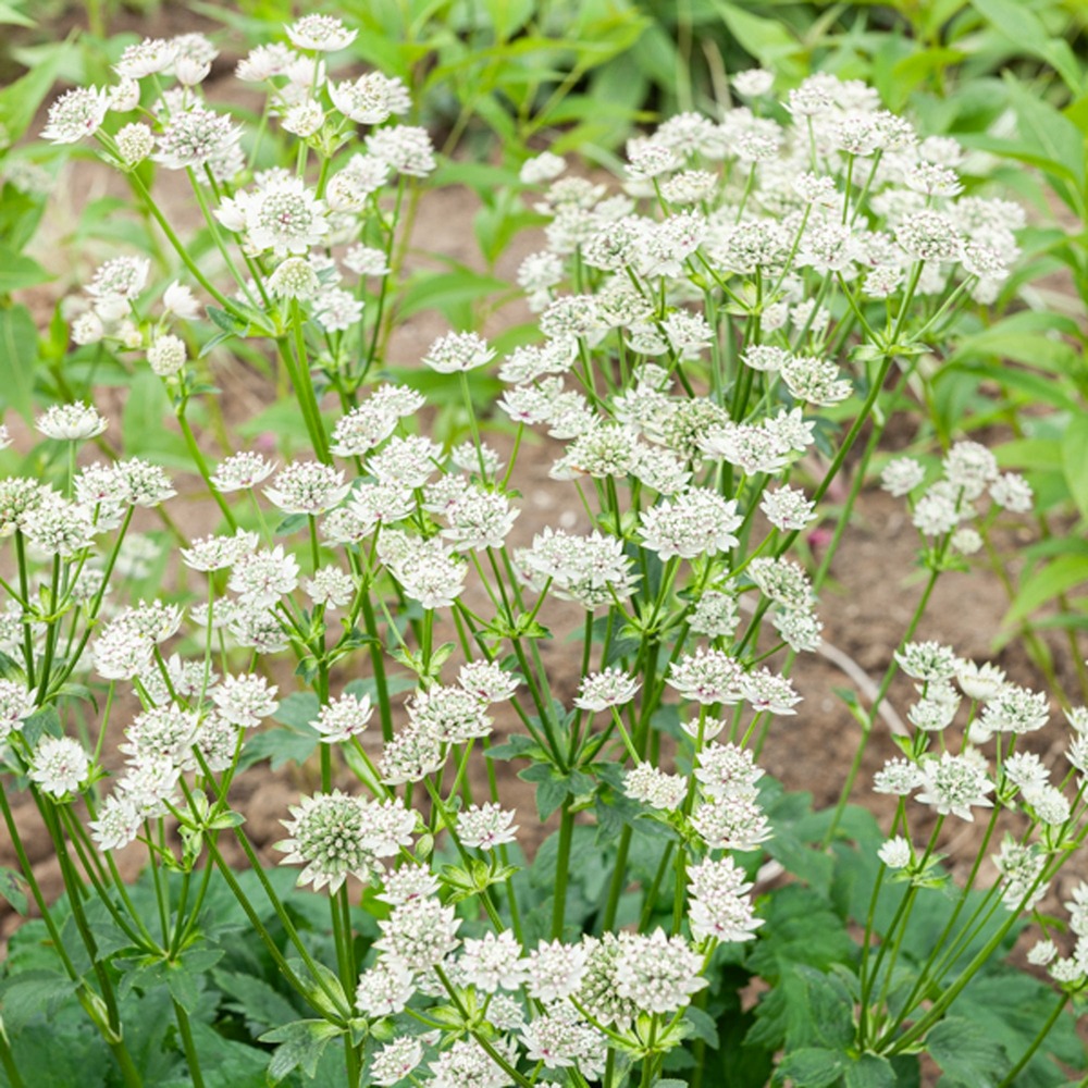 Grande astrance star of billion - le pot / ø 9cm