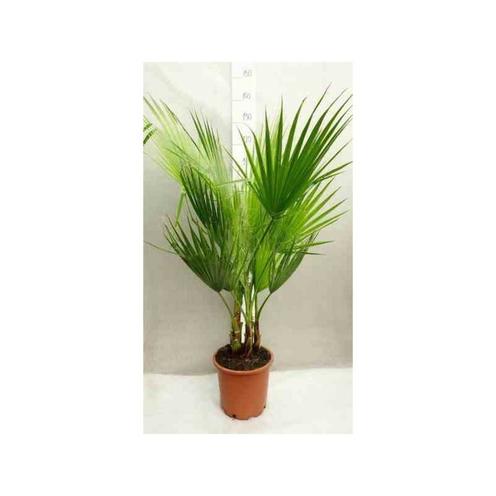 Washingtonia robusta (palmier éventail, palmier du mexique) pot de 5 litres ? 80/100 cm -