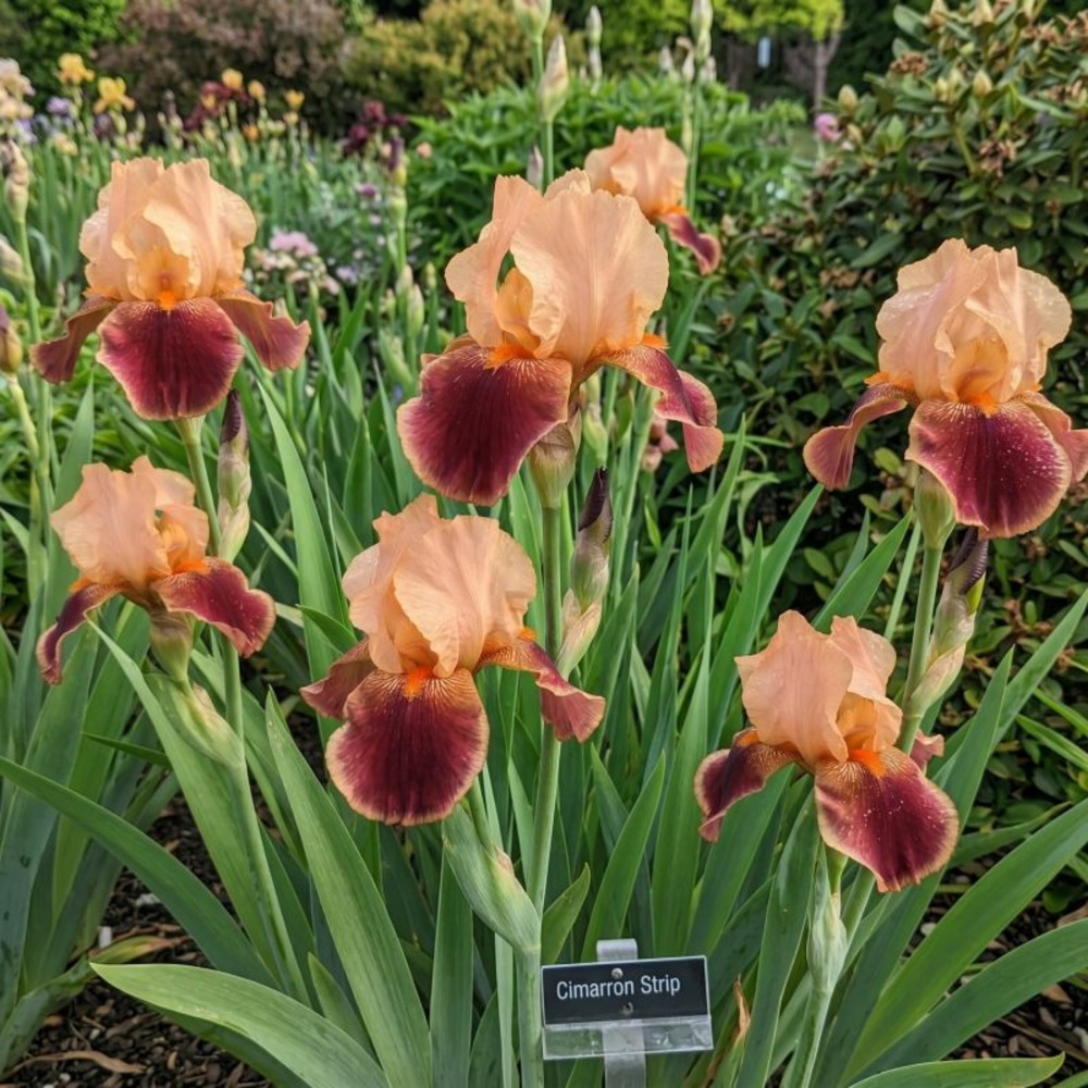 3 iris cimarron strip