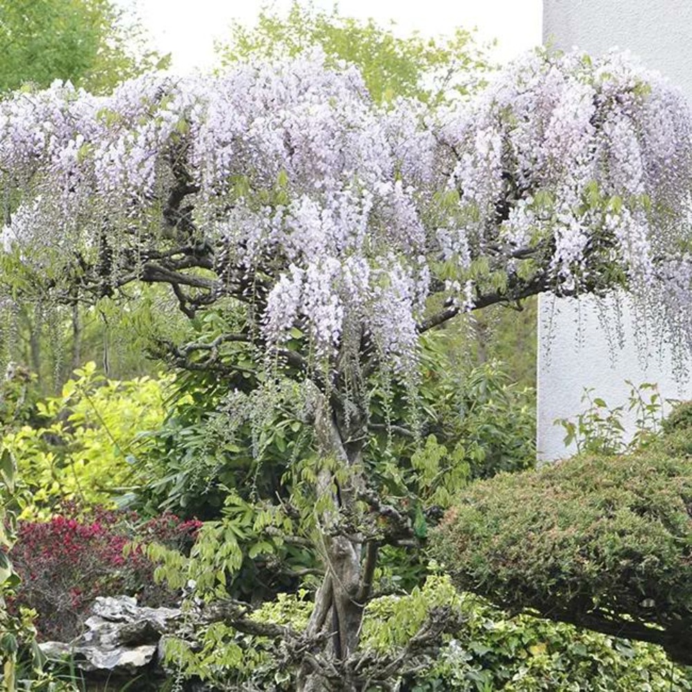 Glycine du japon - wisteria floribunda 3l - 60/90cm
