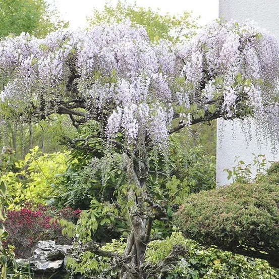 Glycine du japon - wisteria floribunda 3l - 60/90cm