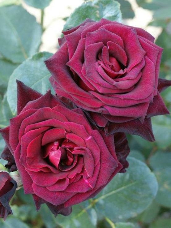 Rosier thé moderne 'black baccara' pot de 4l/5l