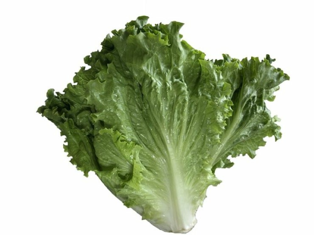 Sachet de graines de chicorée scarole en cornet de bordeaux - sachet de 4 grammes - petite entreprise française