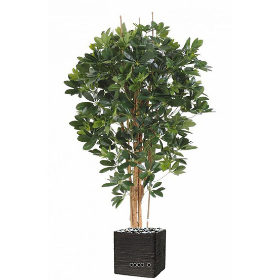 Superbe schefflera artificiel en pot multitroncs vert h 150 cm vert - dimhaut: h