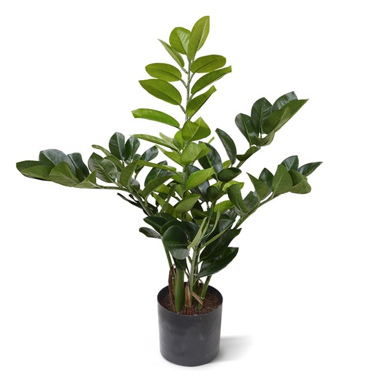Zamioculcas plante artificielle de 55 cm
