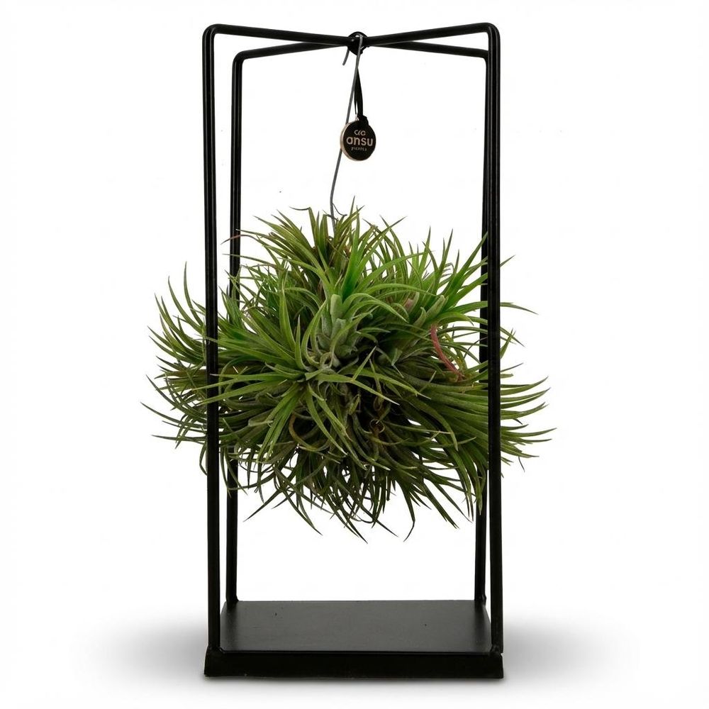 Tillandsia - plante aérienne - ø14cm - ↕37cm - plante d’intérieur