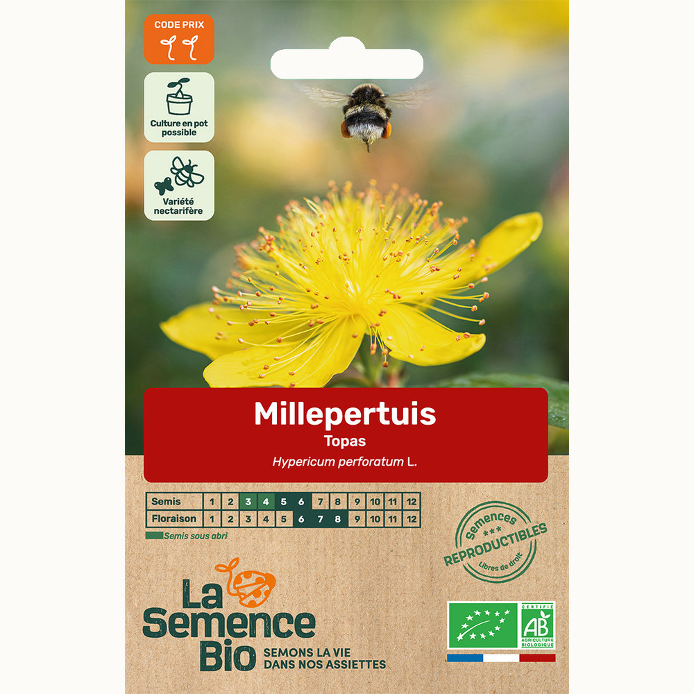 Millepertuis topas - graines bio