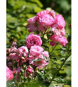 Rosier miniature 'charmant' pot de 2l/3l
