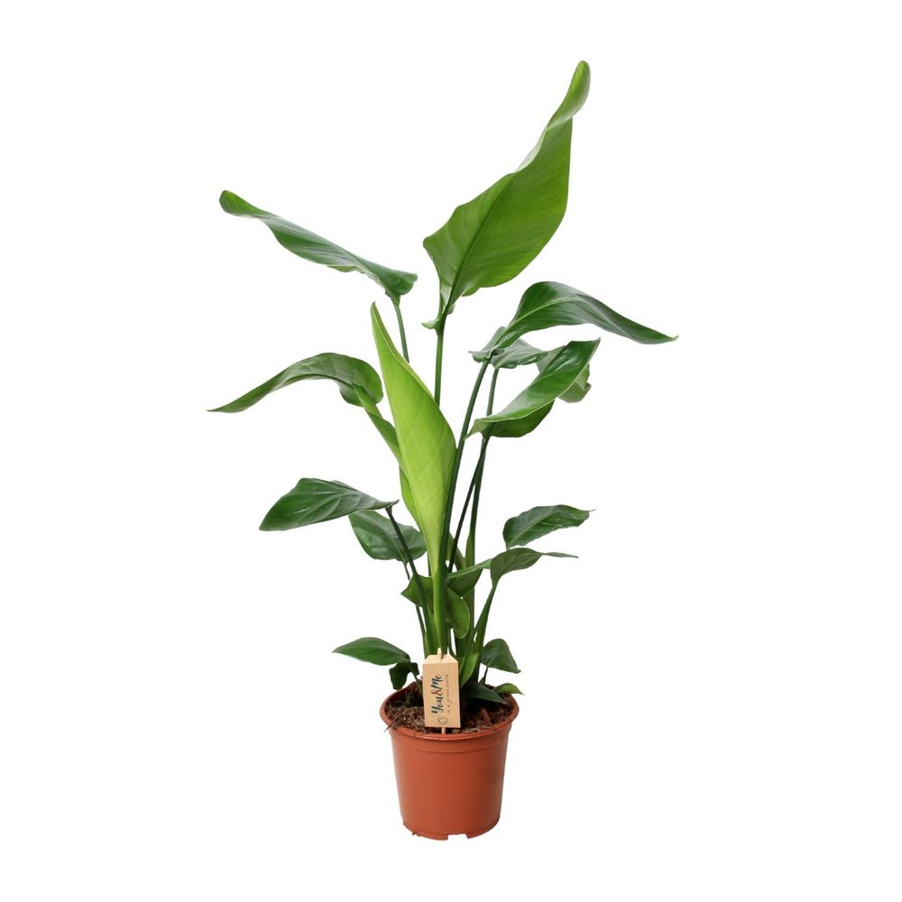Promo - strelitzia nicolai - ø19cm - ↕90cm - plantes d'intérieur