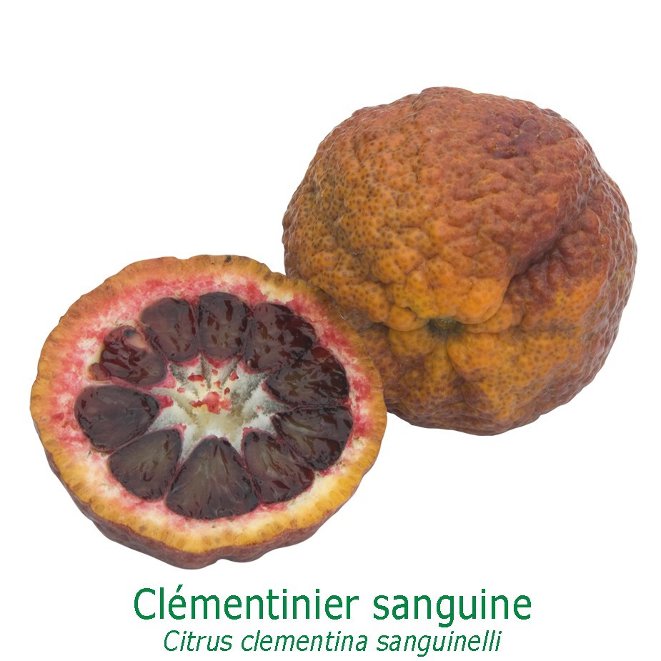 Clementinier sanguin bio tailles:pot de 6 litres, hauteur 60/80 cm