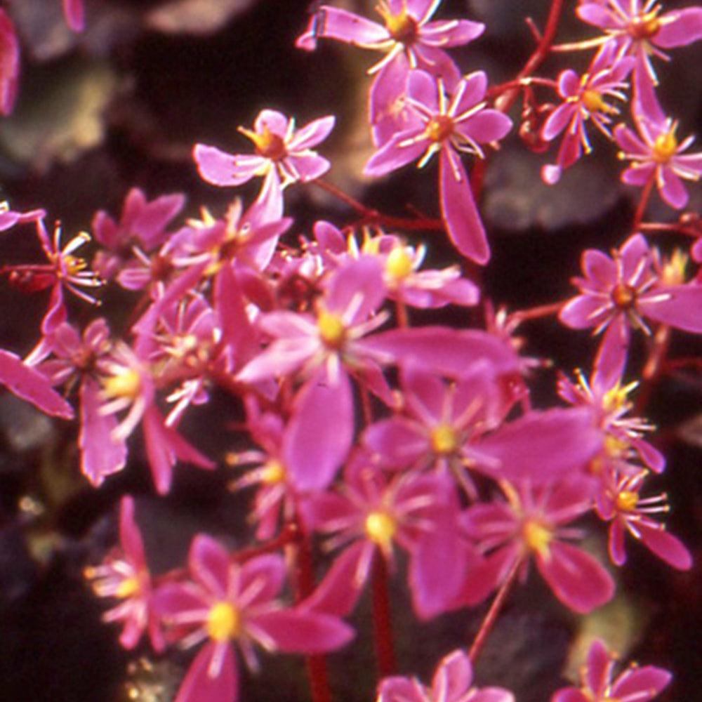 Saxifrage black ruby - le pot / 8cm