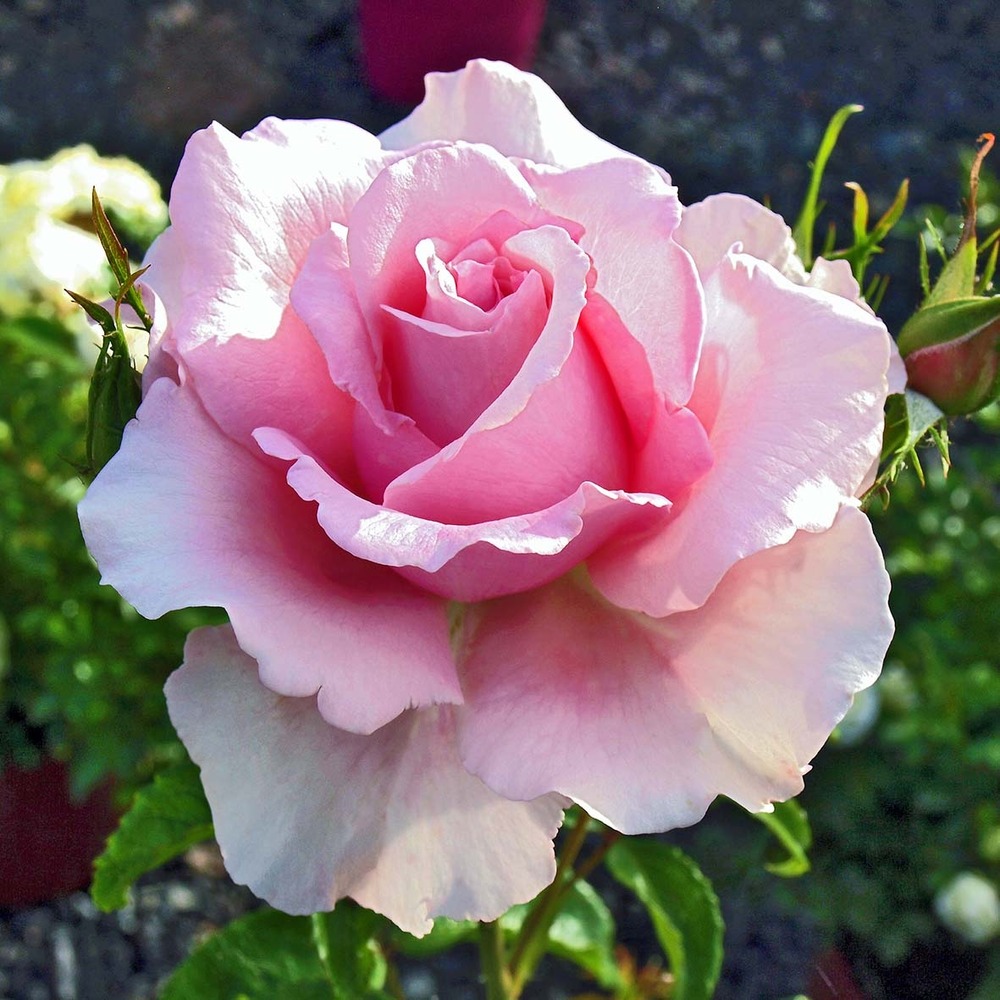Rosier 'sandrine quétier' pot de 4l/5l