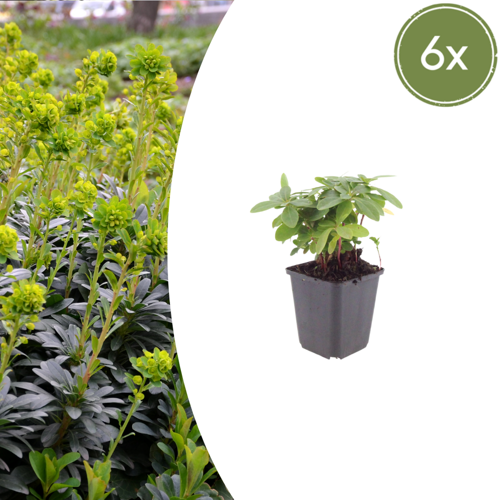 Lot de 24 - euphorbe des bois (euphorbia amygdaloides) 'robbiae'